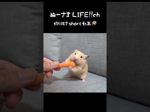 ニンジンの高低差ありすぎて歯がキーンなるわ！【ハムスター】#shorts(YouTube)