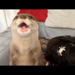 飼い主の耳の中の存在しない餌を探すカワウソのために、耳の中にエビとカニを入れた  I put shrimp and crabs in my ears for the otter(YouTube)