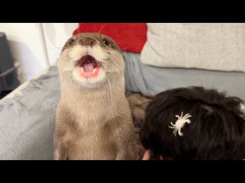 飼い主の耳の中の存在しない餌を探すカワウソのために、耳の中にエビとカニを入れた  I put shrimp and crabs in my ears for the otter(YouTube)
