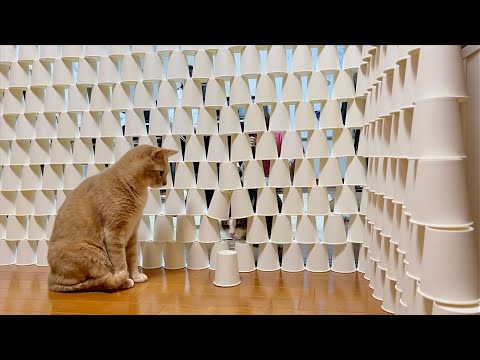紙コップ約1000個の壁を見た時の猫の反応がおもしろい(YouTube)