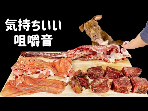 骨付き肉を噛み砕くピットブルがヤバすぎる【咀嚼音ASMR】(YouTube)