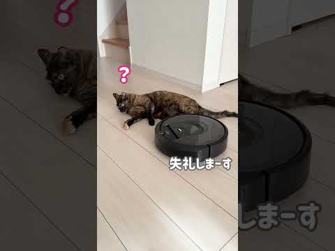 ルンバに全く動じない猫 #shorts(YouTube)