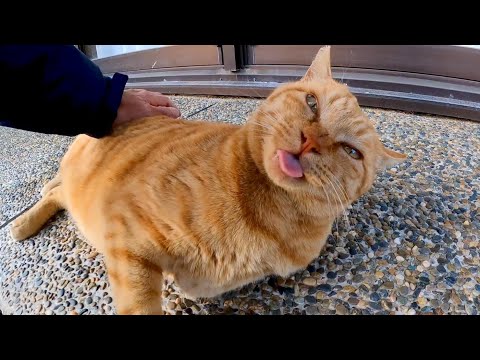 背中を撫でるとペロペロする茶トラ猫がかわい過ぎる(YouTube)
