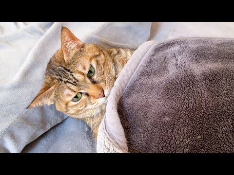 飼い主がいない隙に人間のベッドで人間のような寝方をしていました…【麦わら猫の今日の寝床】(YouTube)