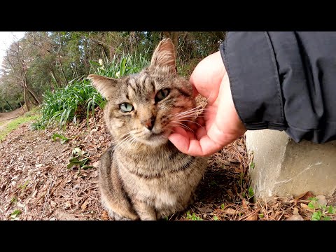 枯れ葉のベッドでくつろぐ太った猫と塀の上に登るスリムな灰色猫(YouTube)