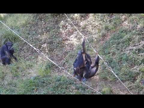 チンパンジーの真冬のすごし方──子どもが遊ぶ：多摩動物公園(YouTube)