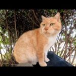 晩御飯を食べ終えて茂みの中でくつろぐ猫達(YouTube)