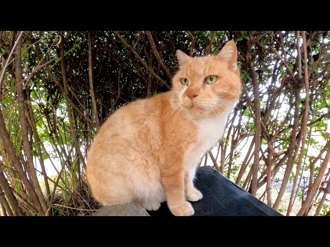 晩御飯を食べ終えて茂みの中でくつろぐ猫達(YouTube)