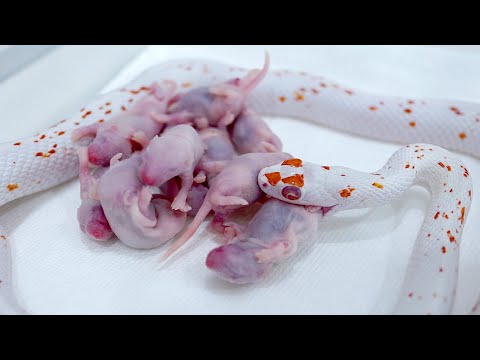 腹ペコの蛇たちに腹一杯飯を食べさせます(YouTube)