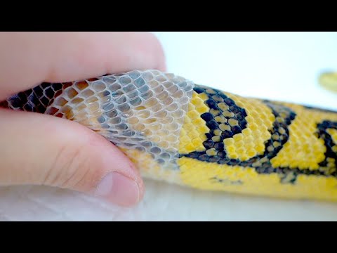 ド派手すぎる蛇の脱皮を手伝ってみる(YouTube)
