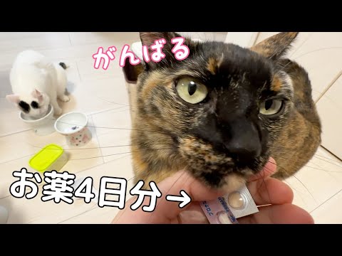【体調不良2日目】お薬での様子見になりました！(YouTube)