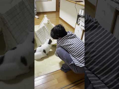 手作りテントが満員の時は簡易テントで我慢する猫(YouTube)