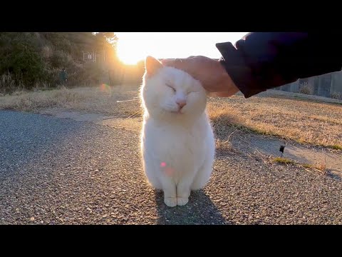 夕方の港で白猫ちゃんが膝の上に乗ってきた(YouTube)