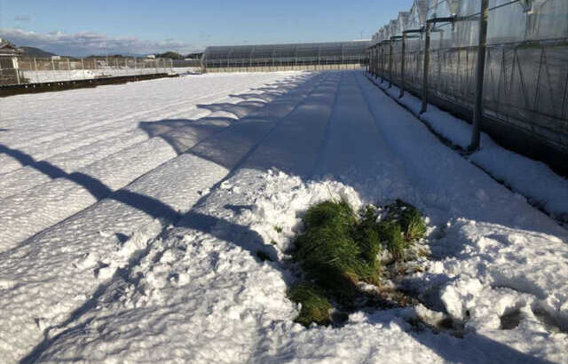 牧草畑への雪の影響(ブログ)