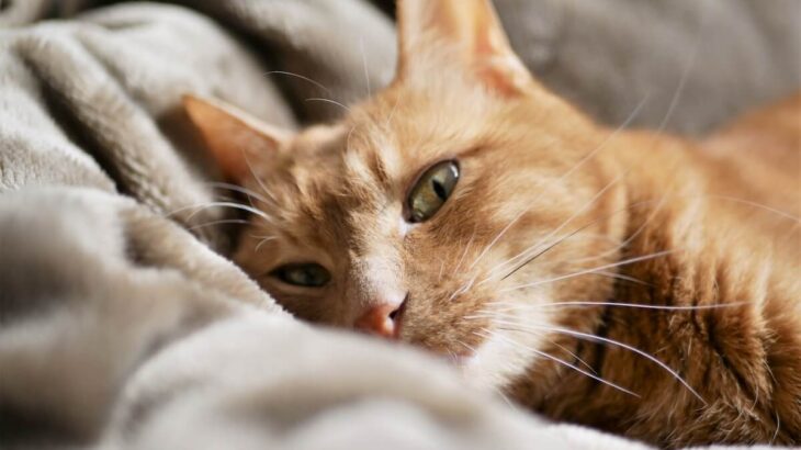 飼い主さんが亡くなったら、猫を預かって新しい家族を探してくれる「猫生たすけあい制度」月額480円で加入可能に(ブログ)