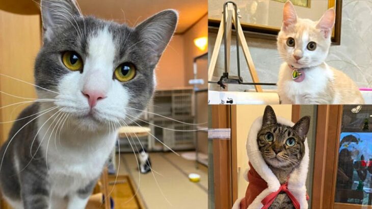 39匹の中で頂点に立った猫は…？全国の宿から選ぶ「自慢の看板猫ランキング」2023年度版が発表(ブログ)