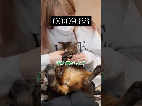 猫の爪切り1分チャレンジ（ノア編） #shorts(YouTube)