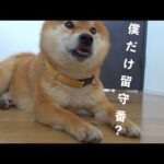 「置いていかれる！」と不安になり笑顔が消える柴犬がかわいすぎる。。(YouTube)