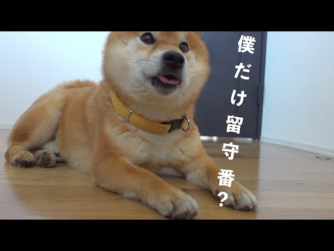 「置いていかれる！」と不安になり笑顔が消える柴犬がかわいすぎる。。(YouTube)