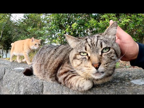 ジャイアンみたいな性格だけど仲間達に好かれるキジトラ猫ちゃん(YouTube)