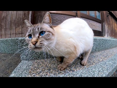 漁港の街の路地裏で出会った猫がかわい過ぎる(YouTube)