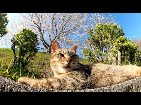 ムギワラ猫が大きな桜の木の下で気持ち良さそうに日向ぼっこをする(YouTube)