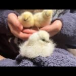 ママのお腹袋で眠りにつくヒヨコ達(YouTube)