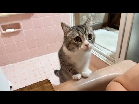 どうしても離れたくなくてお風呂までついてきちゃった猫がかわいすぎたw(YouTube)