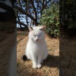 海辺の公園の野良猫(YouTube)