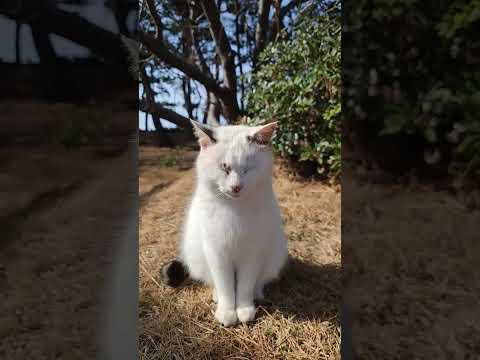 海辺の公園の野良猫(YouTube)