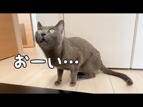 寂しくてパパとママに呼びかけるハムちゃん(YouTube)