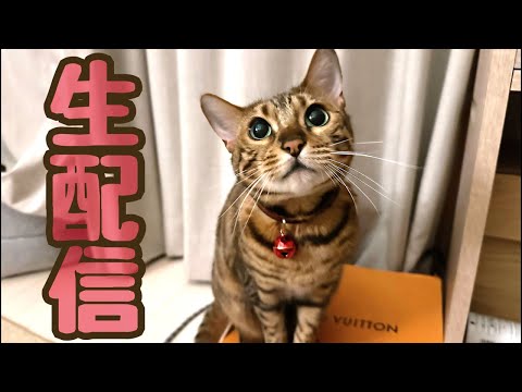【生配信3/26】季節の変わり目と雨で不安定な日は猫でも見て癒やされませんか？生配信(YouTube)
