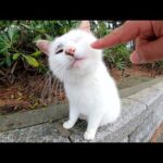 マロ猫ちゃんがフワフワの柔らかい毛並みを触らせてくれた(YouTube)