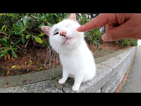 マロ猫ちゃんがフワフワの柔らかい毛並みを触らせてくれた(YouTube)