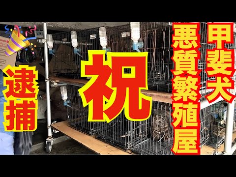 【逮捕】八王子市 甲斐犬ブリーダーおがわん株式会社 尾川隆 動物愛護法違反容疑(YouTube)