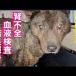 【繁殖地獄から来た甲斐犬】館雄くん腎不全血液検査結果報告(YouTube)