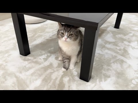 大好きなこたつを片付けたら猫が怒ってこうなっちゃいました…(YouTube)