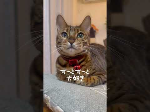 本日3/29はベル6歳の誕生日🎂 #shorts(YouTube)