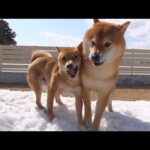 兄が好きすぎてつい狂気じみた誘いをしてしまう柴犬妹。(YouTube)
