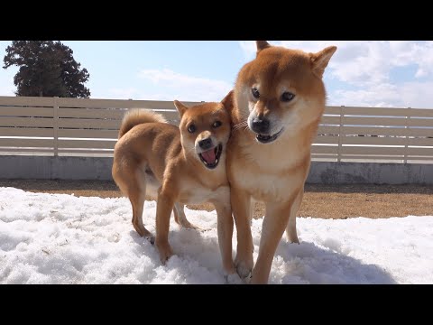 兄が好きすぎてつい狂気じみた誘いをしてしまう柴犬妹。(YouTube)