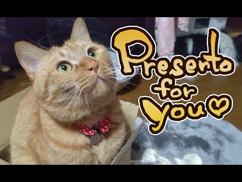 【猫動画】PresentoForYou〜にゃんともパレード〜#猫動画#猫#258(YouTube)