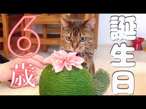 ボス猫の誕生日プレゼントを家族でむしり取ってます(YouTube)