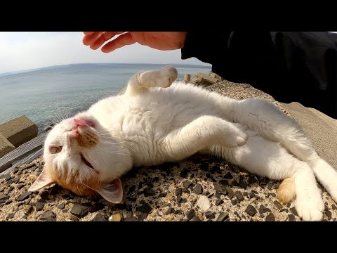 堤防の上でギザギザ頭の凶暴猫が「ボクもモフって！」と乱入してきた(YouTube)