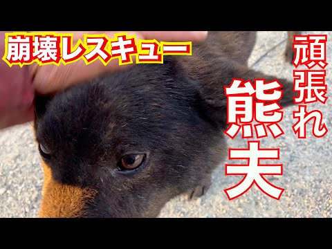 【繁殖屋崩壊】レスキューした熊夫くん心のリハビリ(YouTube)