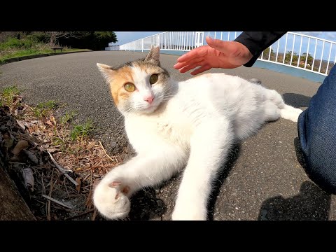 老猫のハチワレ猫と遊んでいたら美猫の三毛猫が近づいてきた(YouTube)