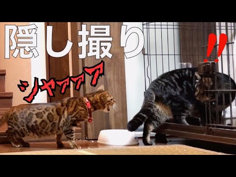 【隠し撮り】先住猫がうちのボス猫にボコボコにされていた件(YouTube)