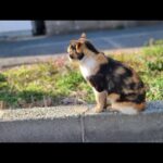感動猫動画 のライブ配信(YouTube)