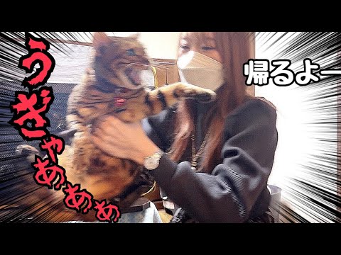 実家に4日もいると猫が帰るの拒否してくる説(YouTube)