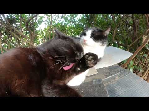 黒猫とハチワレ猫の仲良しコンビが猫ハウスの上でピタリとくっつく(YouTube)