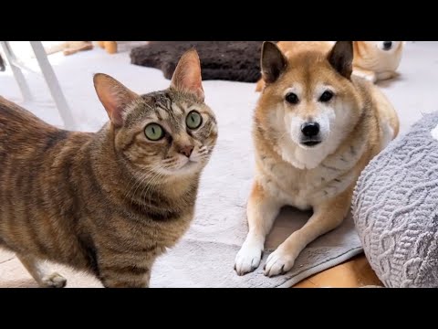 【優しすぎる柴犬】お水が飲みたいのに次から次へと猫たちが！(YouTube)